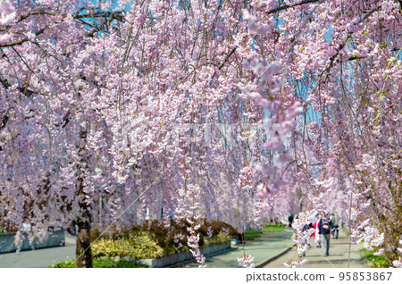 Fukushima Prefecture Weeping cherry trees in full bloom on the Nicchu Line 95853867