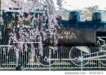 Fukushima Prefecture Weeping cherry trees in full bloom on the Nicchu Line Fukushima Prefecture Weeping cherry trees in full bloom on the Nicchu Line 95853871
