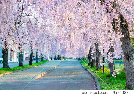 Fukushima Prefecture Weeping cherry trees in full bloom on the Nicchu Line Fukushima Prefecture Weeping cherry trees in full bloom on the Nicchu Line 95853881