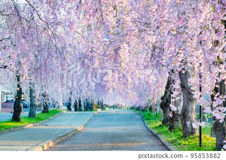 Fukushima Prefecture Weeping cherry trees in full bloom on the Nicchu Line Fukushima Prefecture Weeping cherry trees in full bloom on the Nicchu Line 95853882