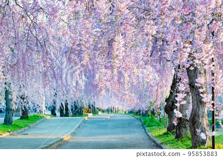 Fukushima Prefecture Weeping cherry trees in full bloom on the Nicchu Line Fukushima Prefecture Weeping cherry trees in full bloom on the Nicchu Line 95853883