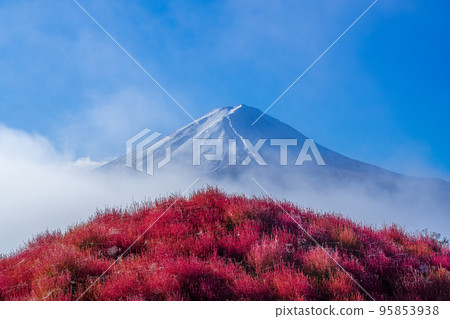 Mount Fuji with fog and red kochia 95853938