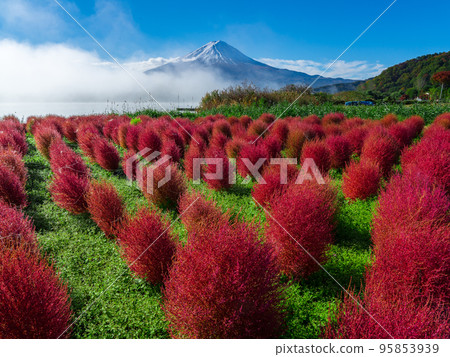 Colorful kochia and Mt. Fuji from Oishi Park 95853939