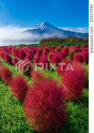 Kochia autumn leaves and Mt.Fuji from the fog 95853940