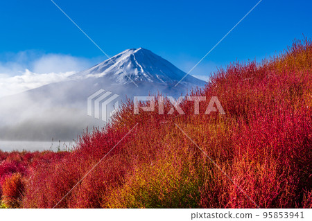 Kochia field and Mt.Fuji in Oishi Park 95853941