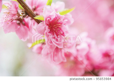 peach blossom closeup 95853984