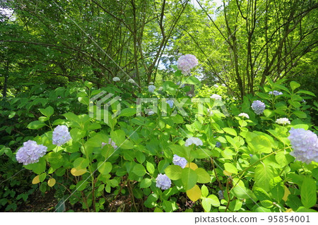 hydrangea flower 95854001