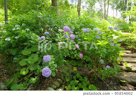 hydrangea flower 95854002