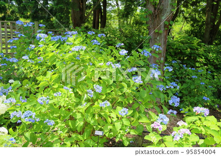 hydrangea flower hydrangea flower 95854004