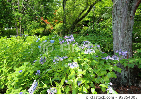 hydrangea flower 95854005