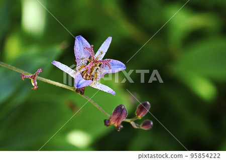 Hototogisu flower Hototogisu flower 95854222