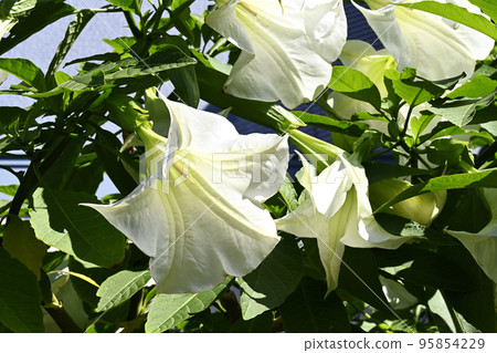 Trumpet flower Trumpet flower 95854229