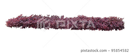 Spinach Red plant 95854582