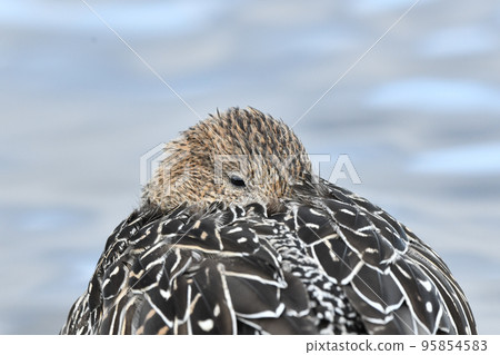 Pintail Pintail 95854583