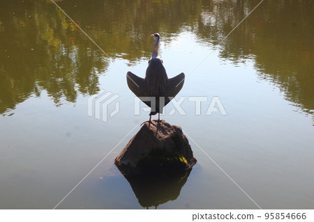  Water heron 95854666