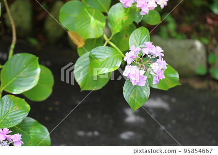 hydrangea flower 95854667