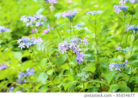 繡球花 繡球花 95854677