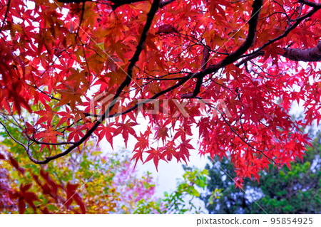 Nango, Momiji (October 31, 2022) 95854925