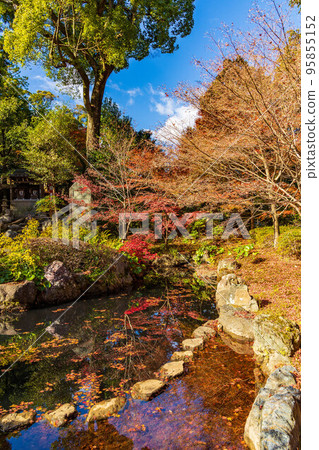 Autumn in Nagaokakyo, Kyoto, Nagaoka Tenmangu Shrine with colored leaves Kinkeien 95855152