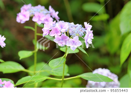 Hydrangea Flower Rosary Hydrangea Flower Rosary 95855443