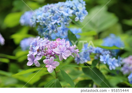 繡球花 繡球花 95855444