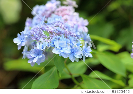 繡球花 繡球花 95855445