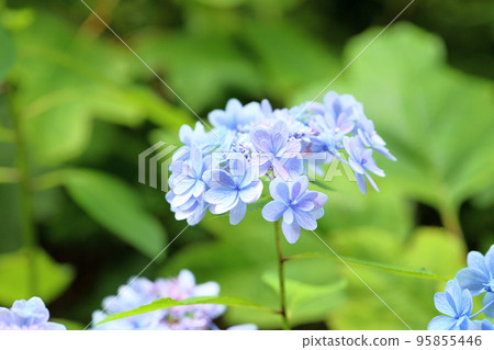 繡球花 繡球花 95855446