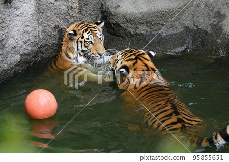 東北虎的兄弟姐妹在護城河中爭奪球 95855651