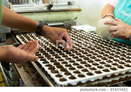 Planting seeds on conveyor in plant factory Planting seeds on conveyor in plant factory 95855681