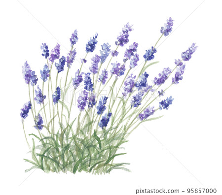 lavender 95857000