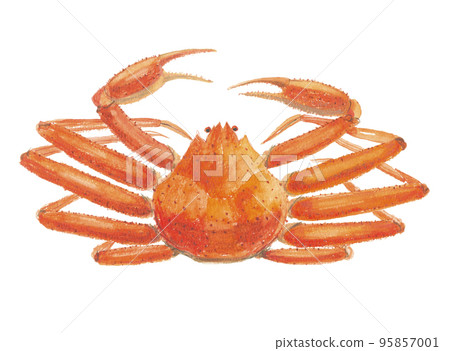 Snow crab So crab 95857001