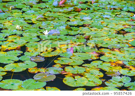 蓮花池(宮城縣) 蓮花池(宮城縣) 95857426