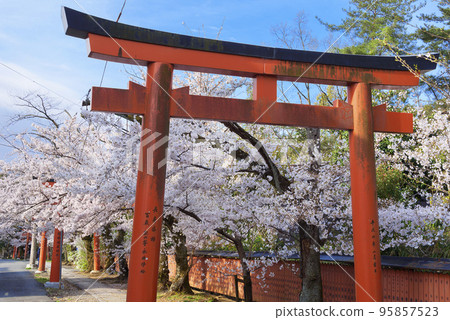 京都竹中Inari寺廟櫻花 京都竹中Inari寺廟櫻花 95857523