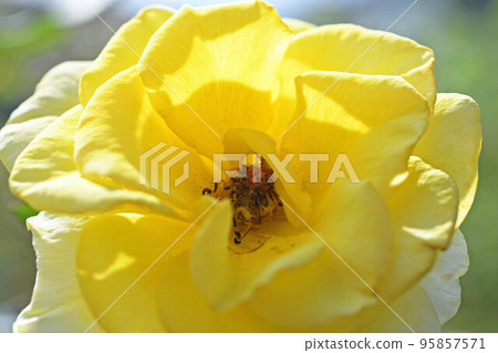 Autumn roses Autumn roses 95857571