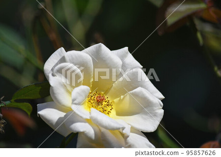 Autumn roses 95857626