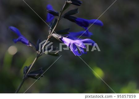 Purple flowers of Salvia garanitica blooming in an autumn park in Japan Purple flowers of Salvia garanitica blooming in an autumn park in Japan 95857859