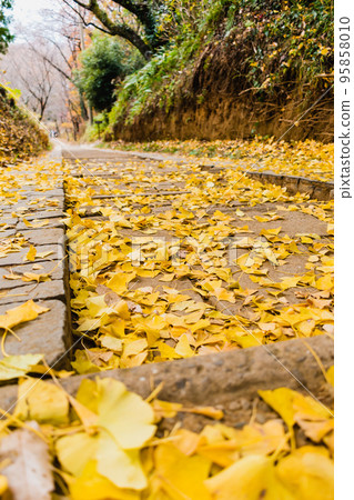 有落的銀杏葉的樓梯 95858010
