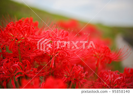 群集孤挺花 群集孤挺花 95858140