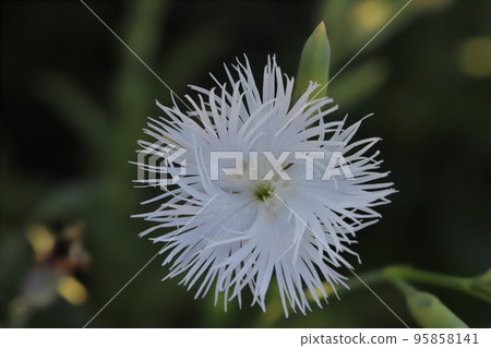 White dianthus flowers blooming in a Japanese autumn garden White dianthus flowers blooming in a Japanese autumn garden 95858141