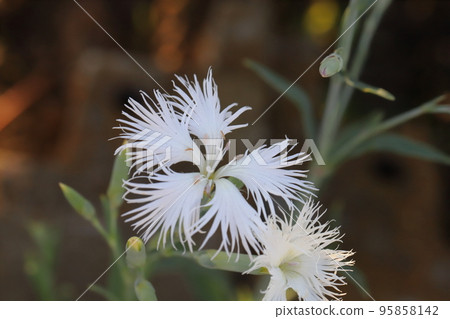 White dianthus flowers blooming in a Japanese autumn garden White dianthus flowers blooming in a Japanese autumn garden 95858142