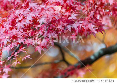 Autumn foliage at Hanitsu Shrine (Inawashiro Town, Fukushima Prefecture) 95858184