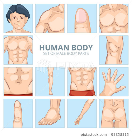 Male body parts in cartoon style. Vector icons set 95858315