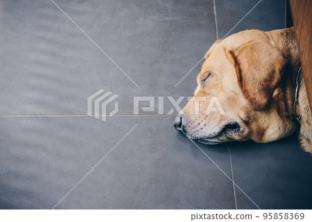 Picture of Golden Retriever sleeping on the floor and show only head outside the wall. Picture of Golden Retriever sleeping on the floor and show only head outside the wall. 95858369