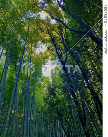  Bamboo grove 95858688