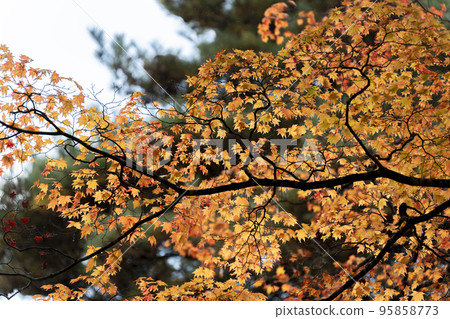 龜城城跡公園(舊城跡)的秋景 福島縣豬苗代町的紅葉 龜城城跡公園(舊城跡)的秋景 福島縣豬苗代町的紅葉 95858773