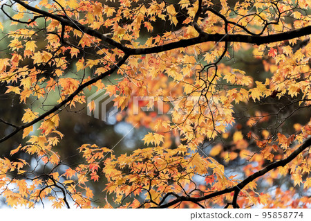 龜城城跡公園(舊城跡)的秋景 福島縣豬苗代町的紅葉 龜城城跡公園(舊城跡)的秋景 福島縣豬苗代町的紅葉 95858774