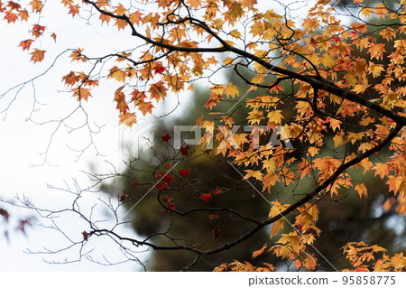 龜城城跡公園（舊城跡）的秋景 福島縣豬苗代町的紅葉 95858775