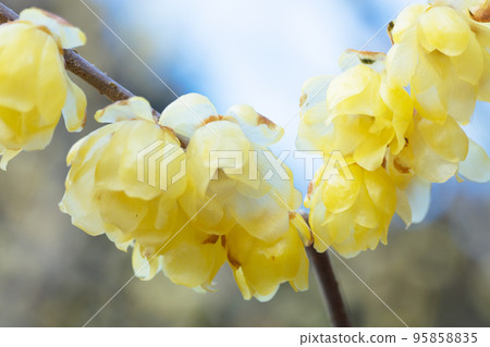 Lobai flower Lobai flower 95858835