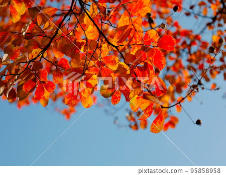 Bright orange crape myrtle leaves and blue sky 95858958