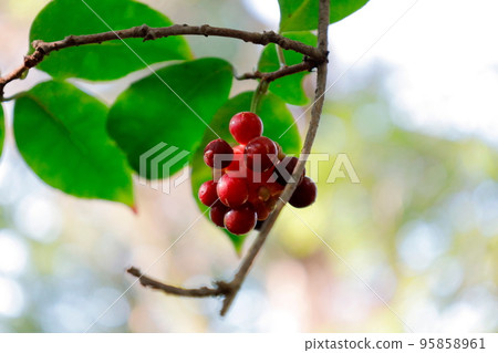 在萬葉集唱的sanekazura的紅色果實 95858961